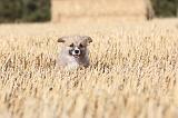 CORGI PEMBROKE 076